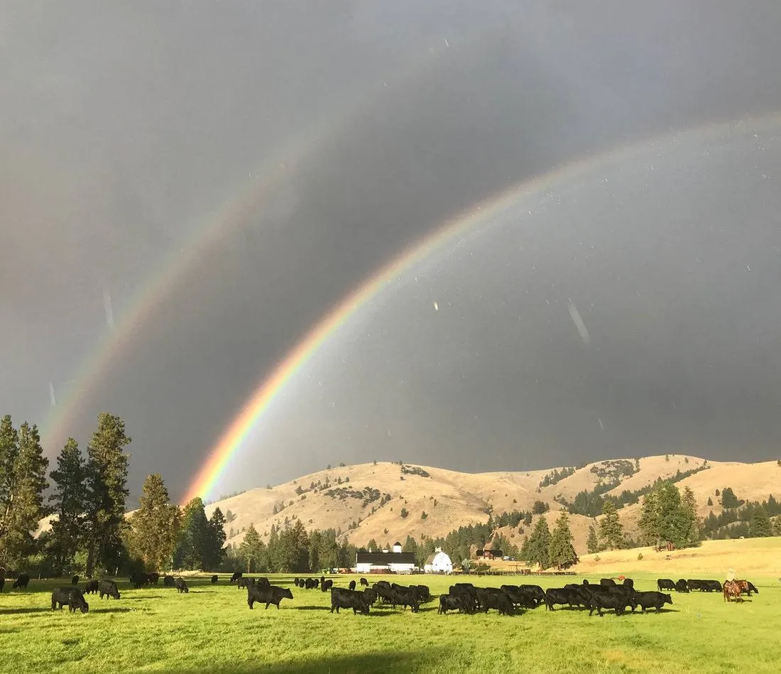 Cattle grazing on the ranch meadow under a double rainbow